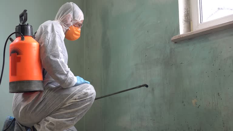 Why You Should Choose Our Mold Remediation Services in California Polytechnic State University, CA